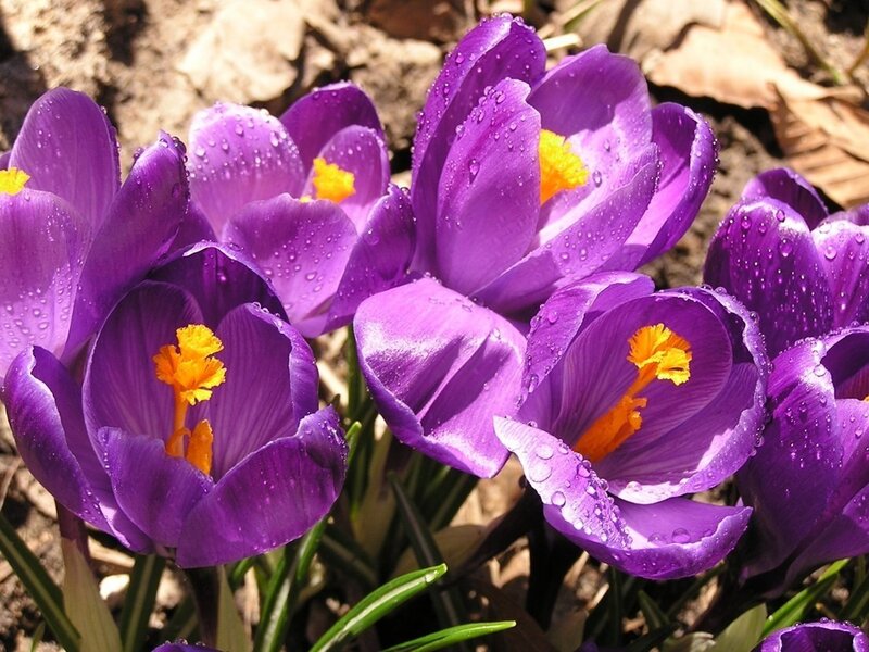 Purple crocuses with water droplets