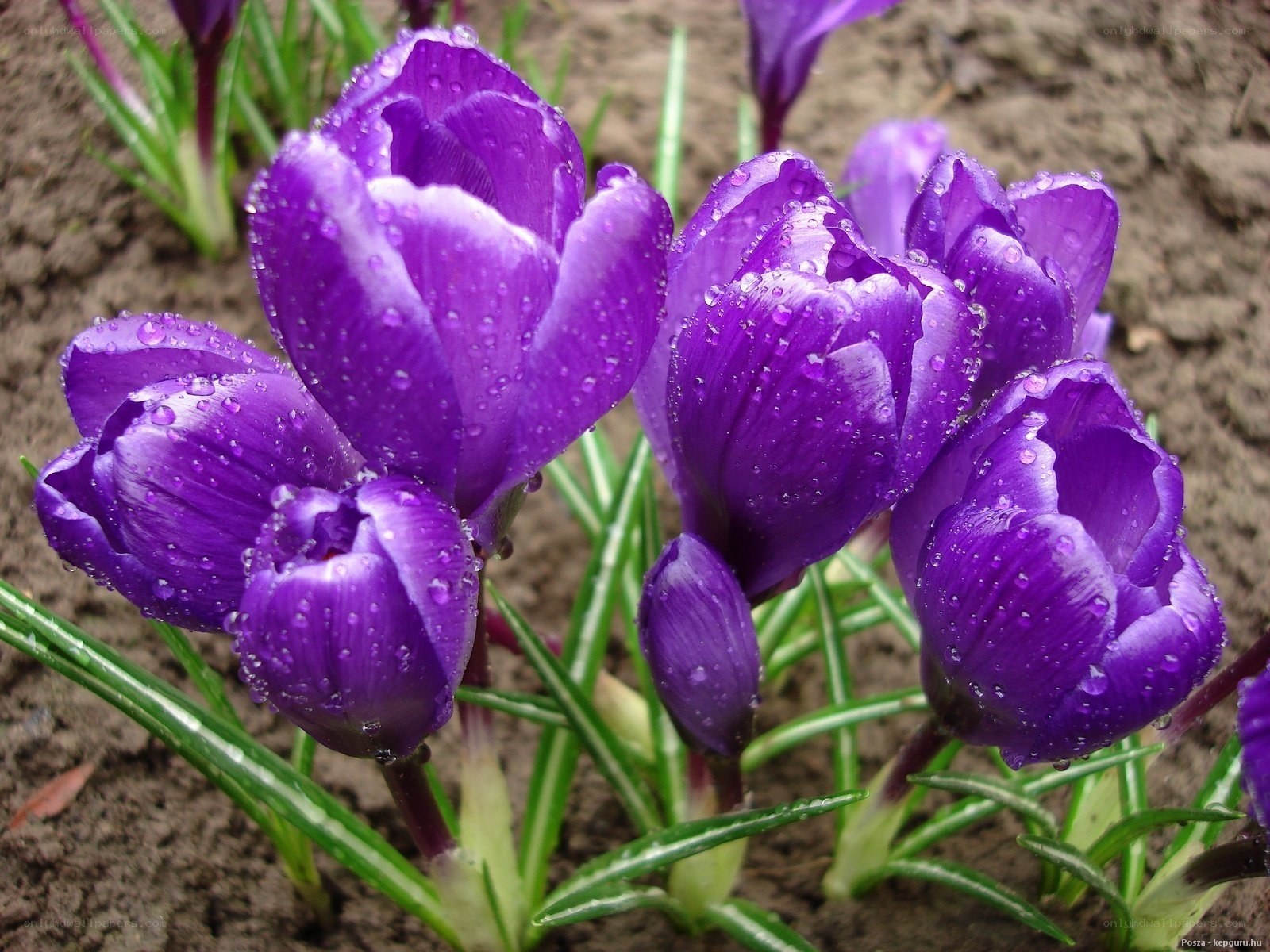 Purple crocuses with water droplets