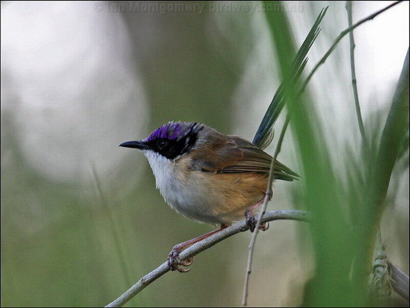 Purple-crowned Fairy-wren