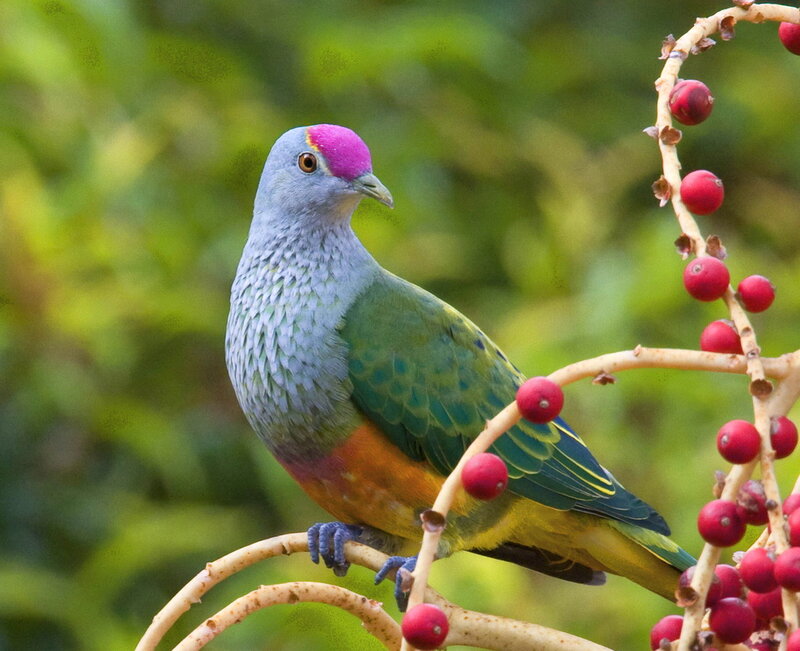 Purple-crowned Fruit Dove