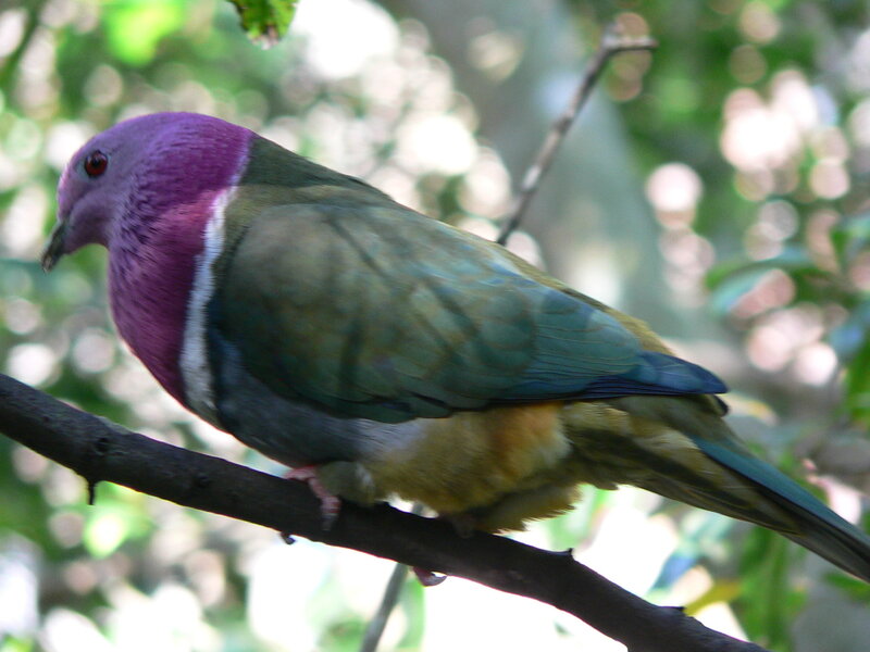 Purple-crowned Pigeon