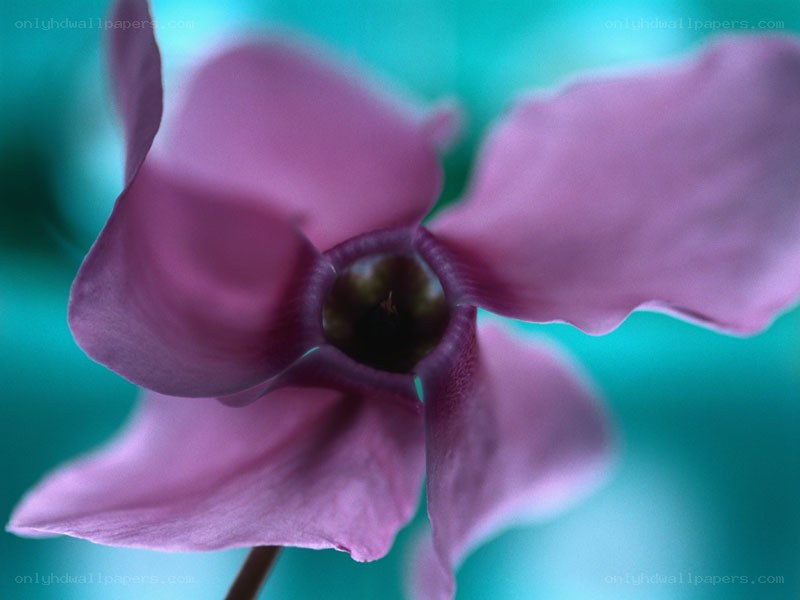 purple cyclamen flower