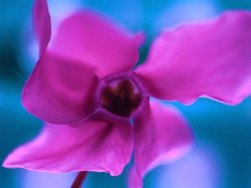 purple cyclamen flower