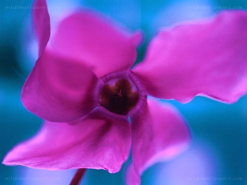 purple cyclamen flower