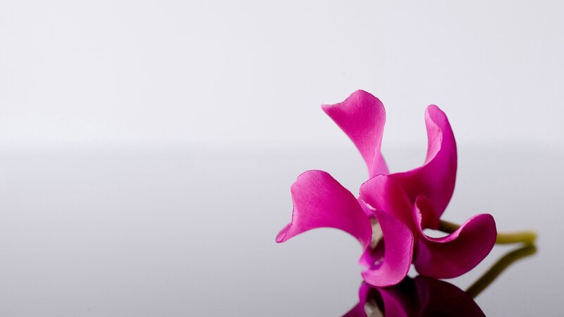 Purple Cyclamen Flower — Pink, Serene