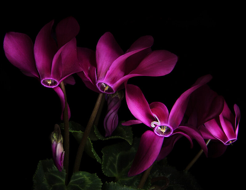 Purple cyclamen flowers