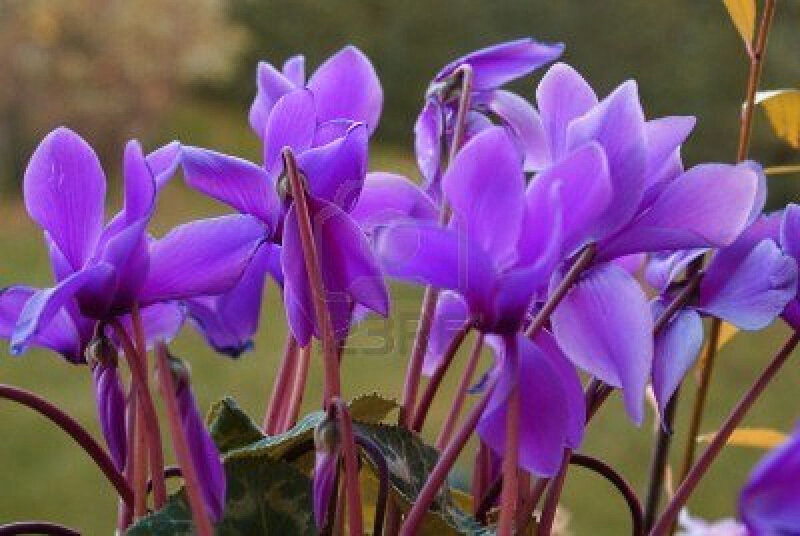 Purple Cyclamen Flowers — Calm, Autumn