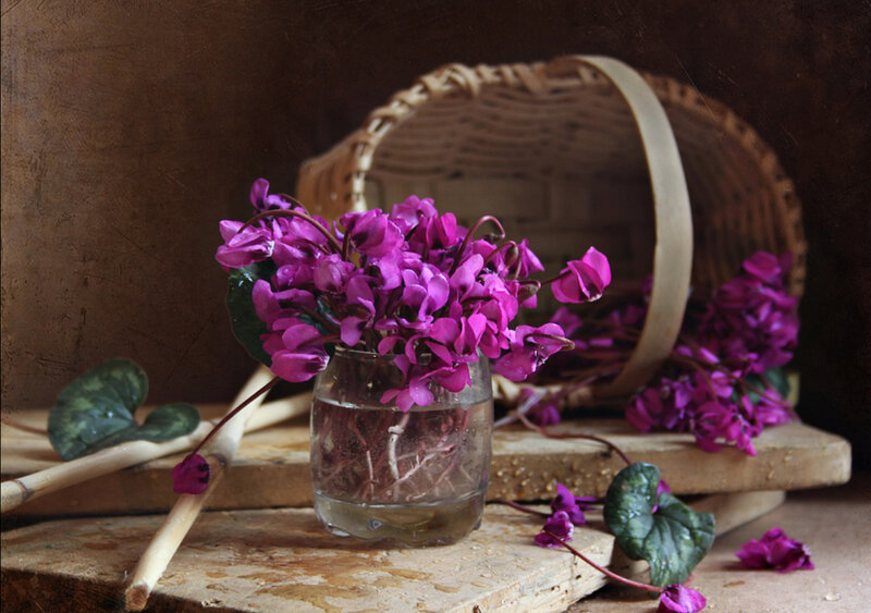 Purple Cyclamen Flowers — Calm, Photograph
