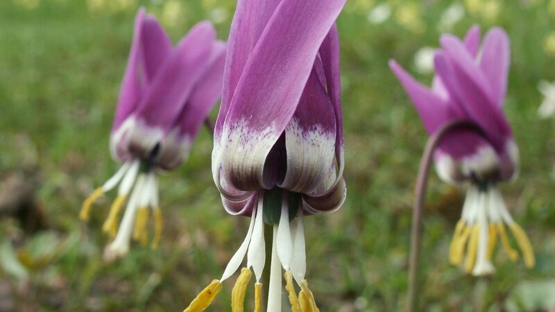 Purple Cyclamen Flowers — Calm, Spring