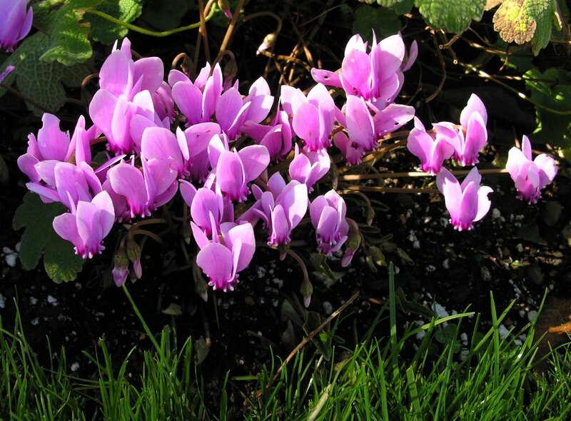 Purple Cyclamen Flowers — Calm