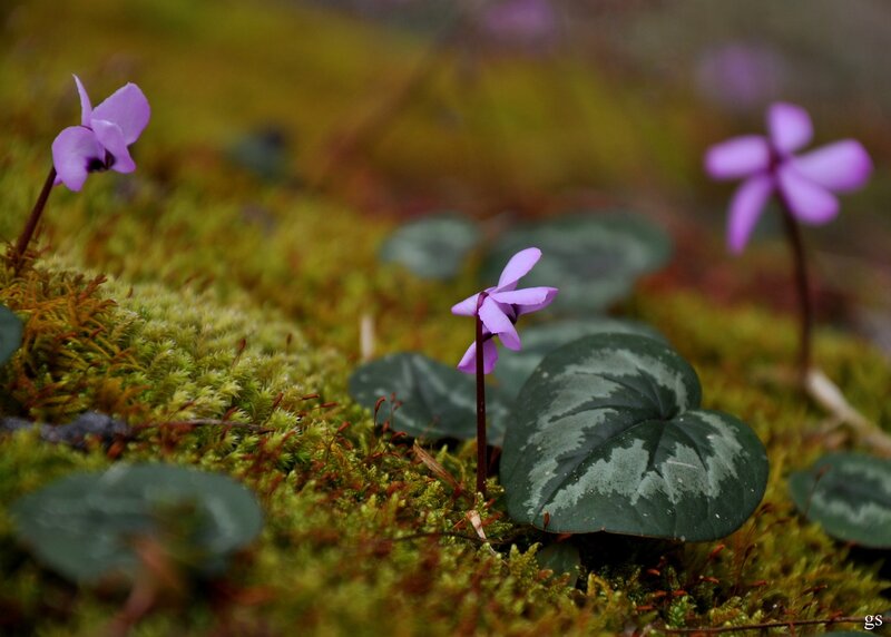 Purple Cyclamen Flowers — Green