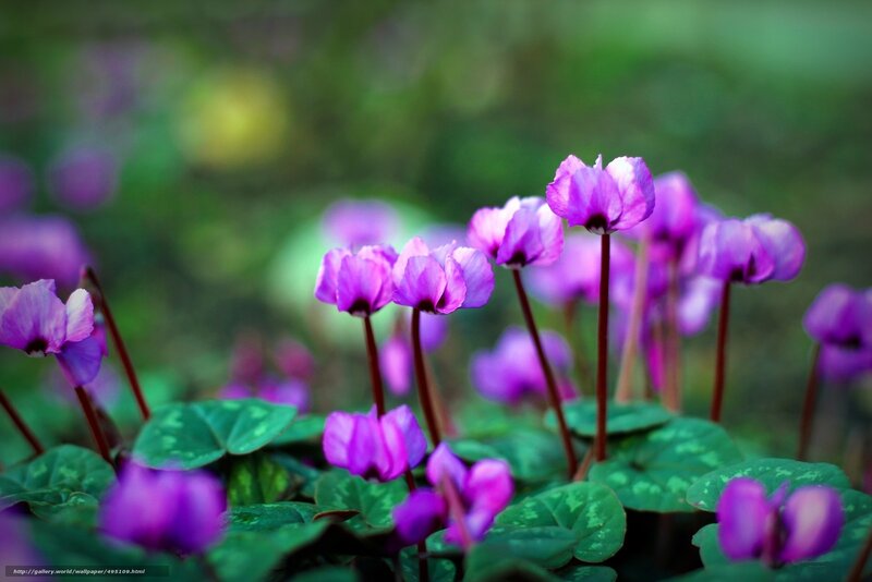 Purple cyclamen flowers in bloom