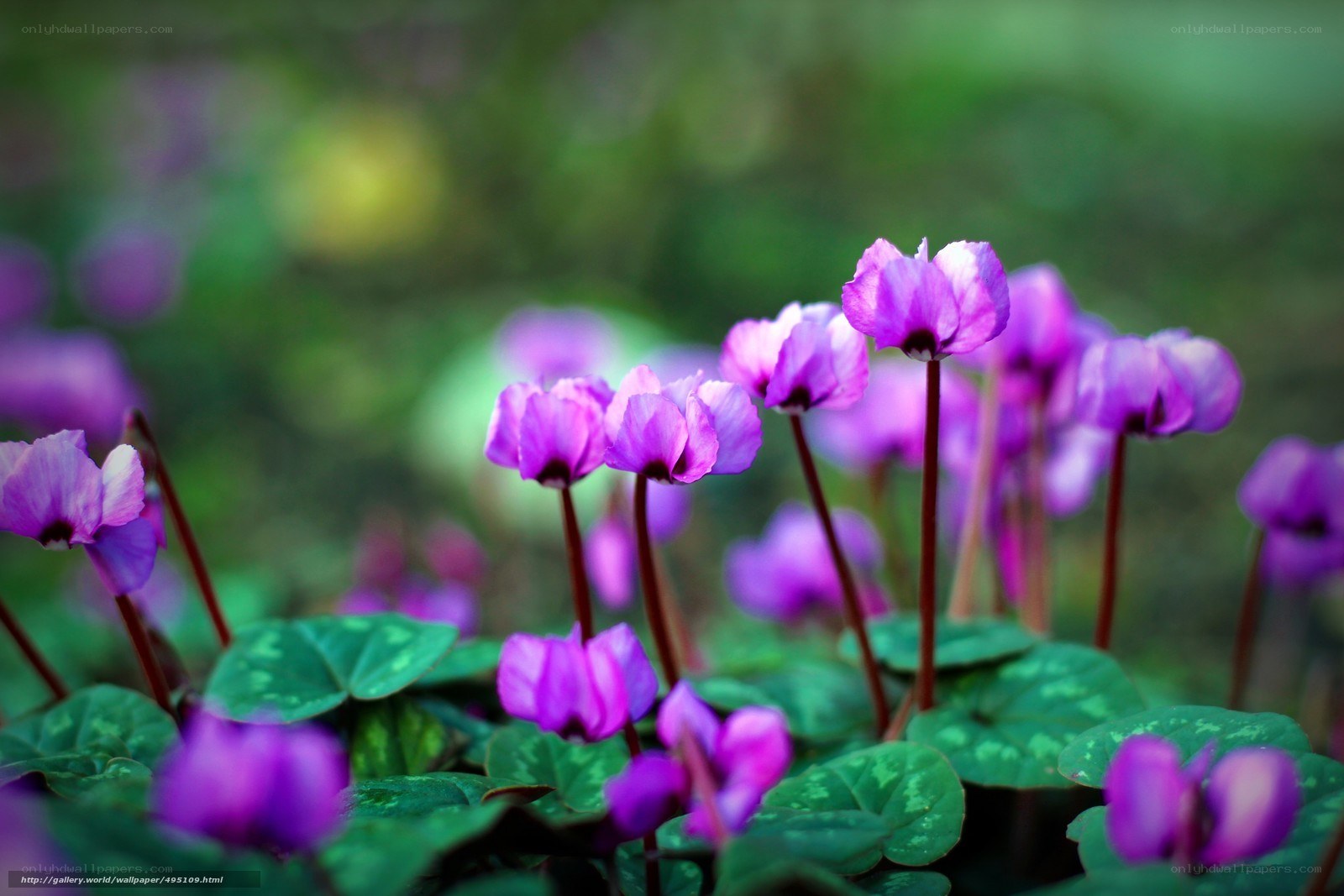 Purple cyclamen flowers in bloom