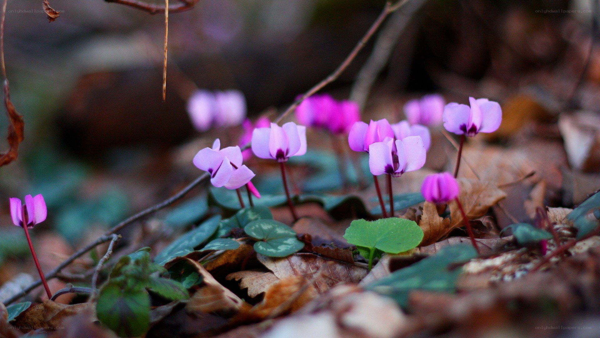 purple cyclamen flowers in forest