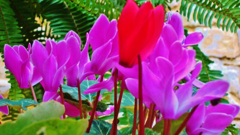purple cyclamen flowers in garden