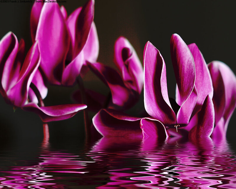 Purple Cyclamen Flowers — Magenta
