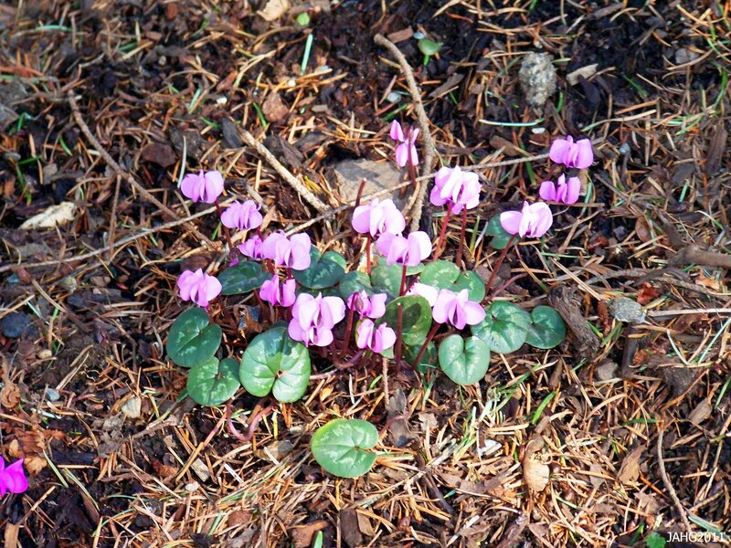Purple Cyclamen Flowers — Natural