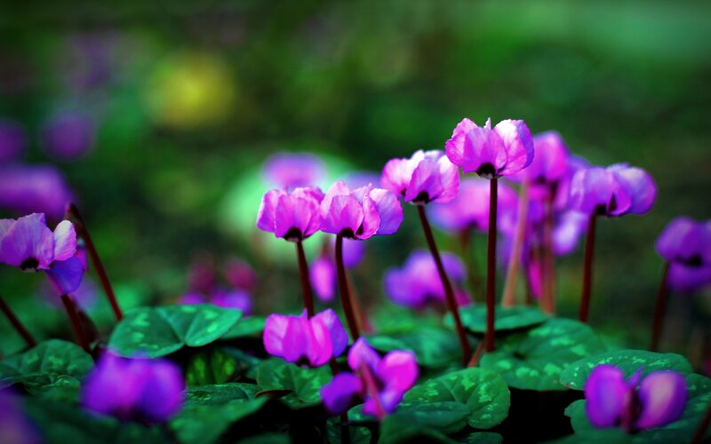 Purple Cyclamen Flowers — Serene, Photograph