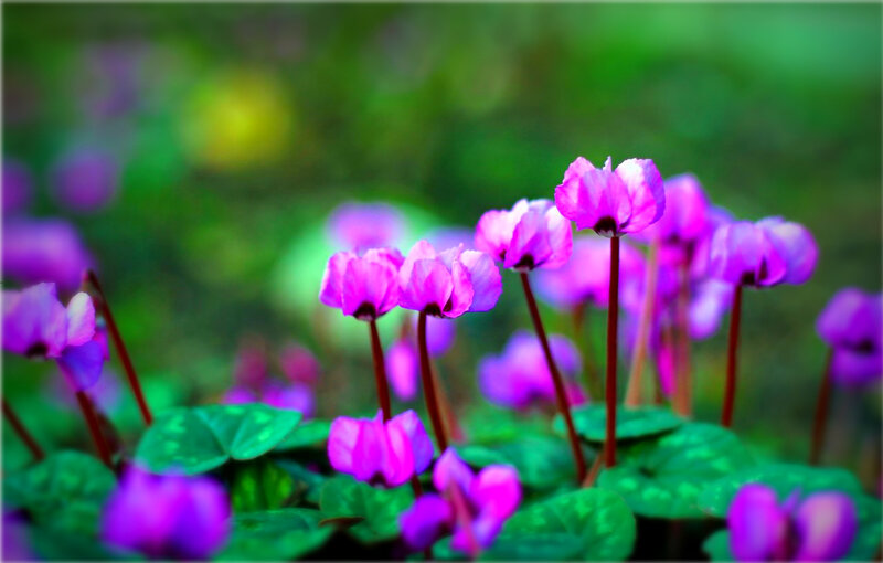 Purple Cyclamen Flowers — Serene, Spring, Photograph, Green Leaves, Outdoor Setting