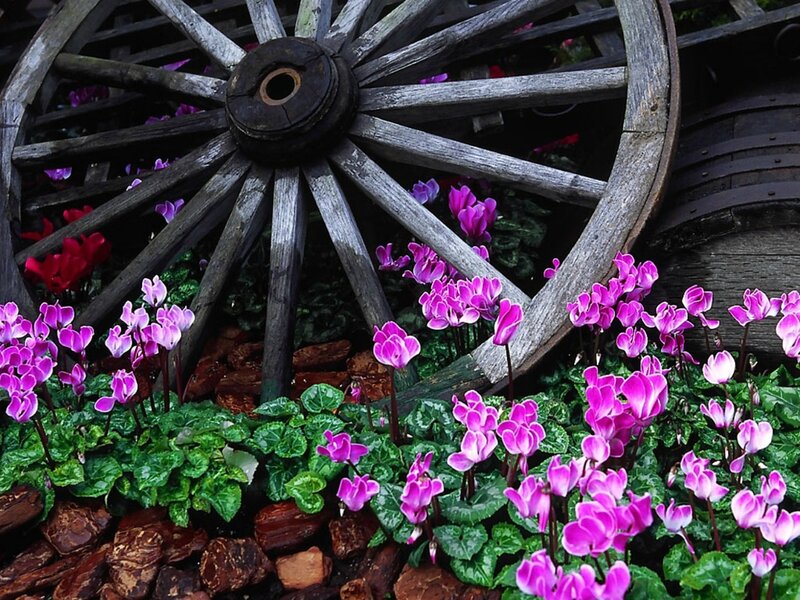 Purple Cyclamen Flowers — Serene, Spring, Photograph