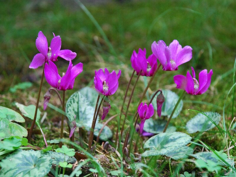 Purple Cyclamen Flowers — Serene, Spring