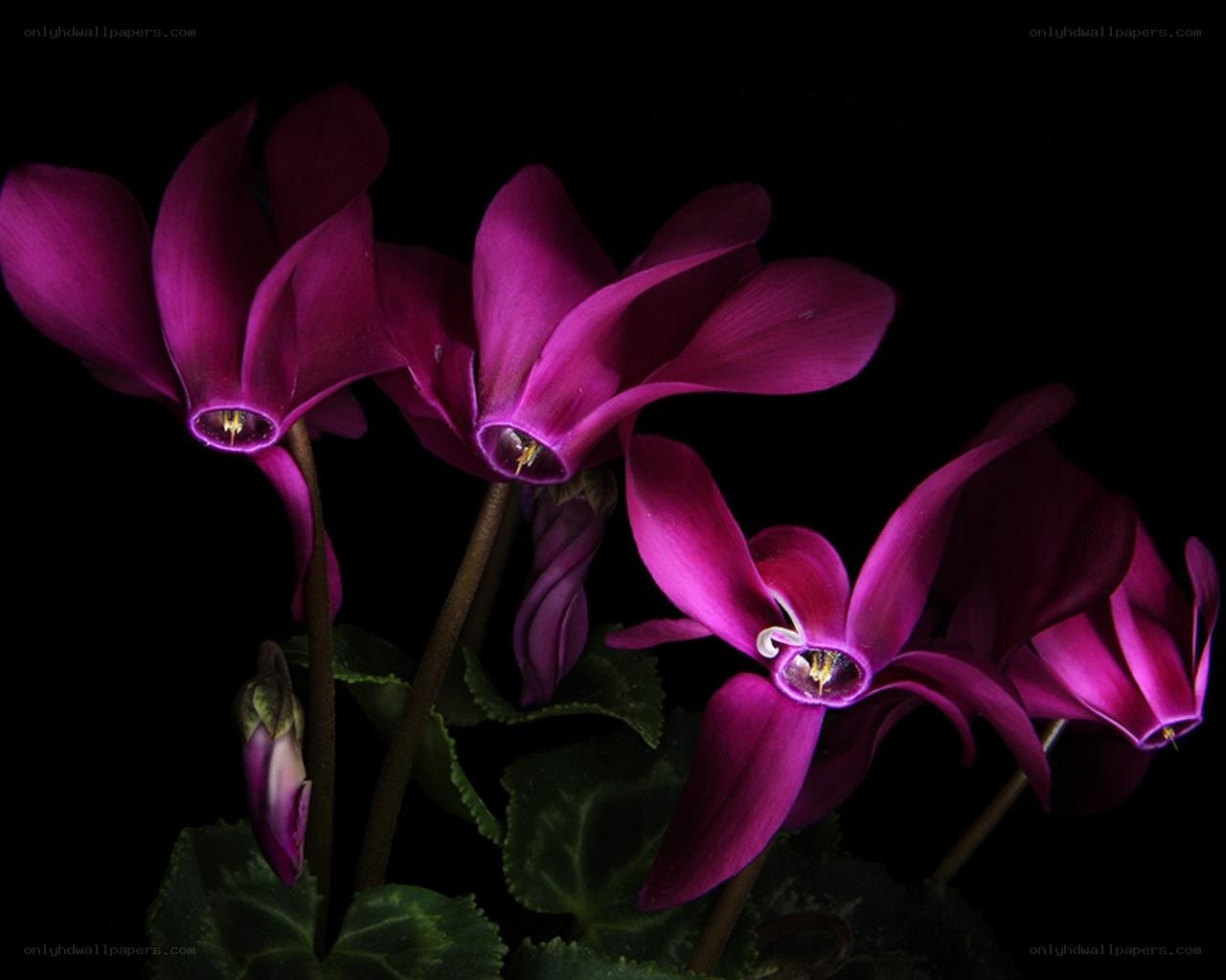 Purple cyclamen flowers