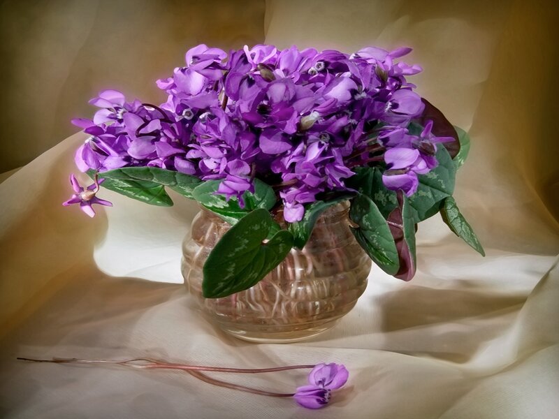Purple cyclamen in a glass vase