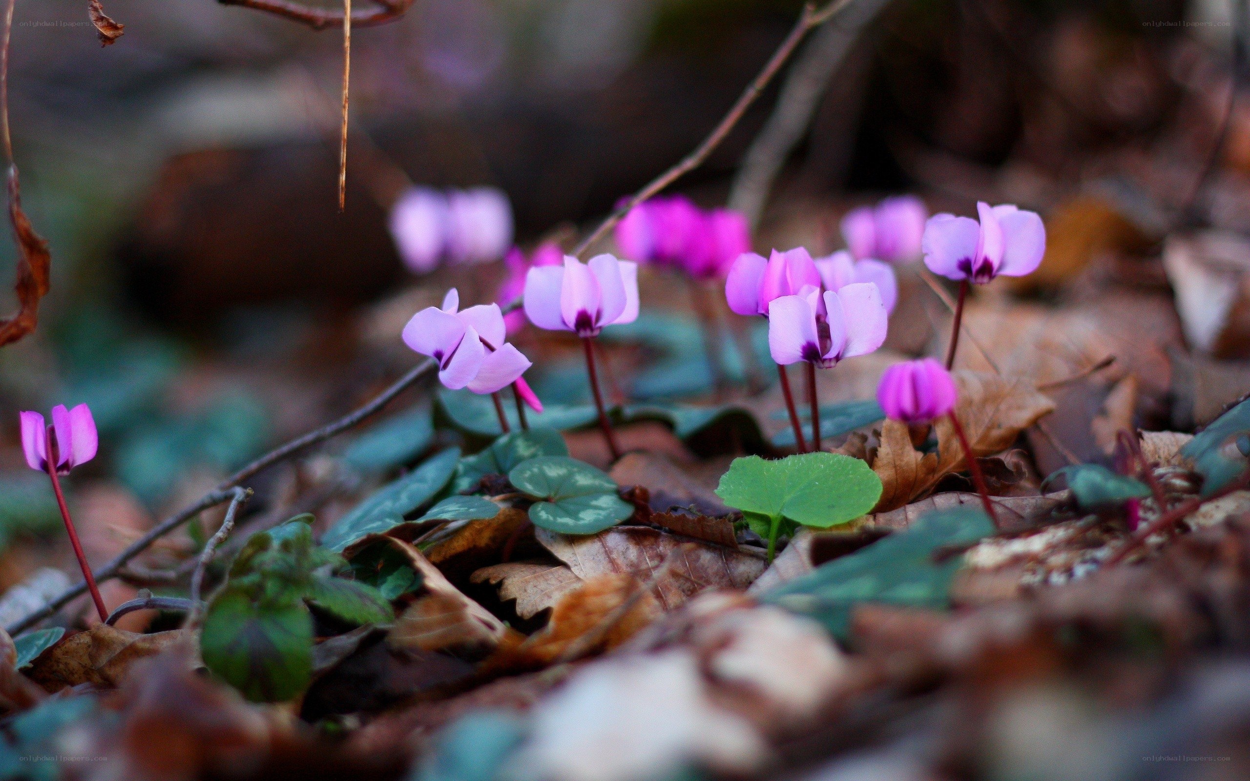 Purple cyclamen in forest