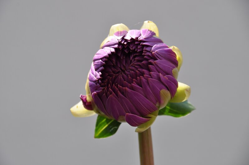 Purple Dahlia Bud