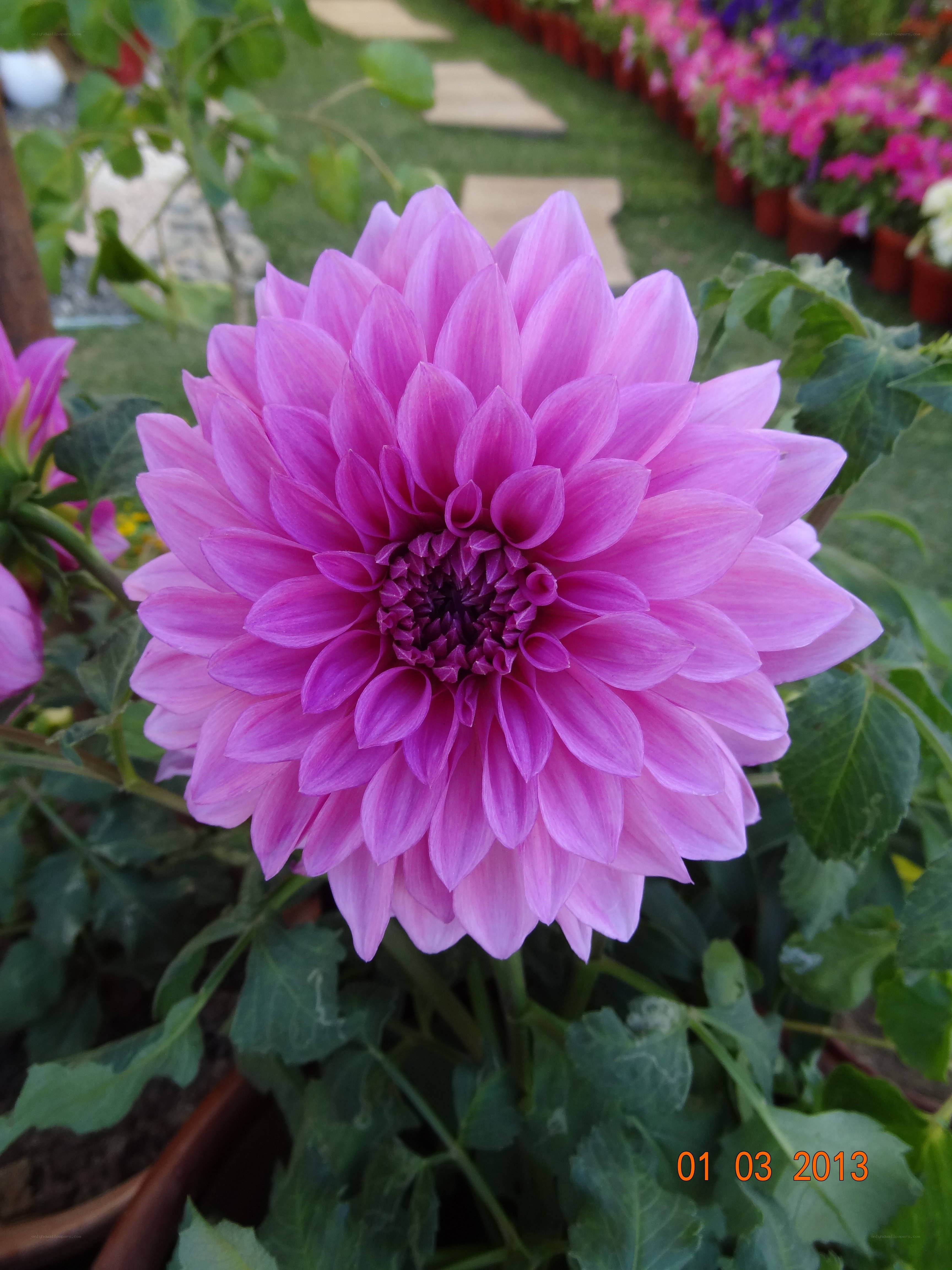 purple dahlia flower