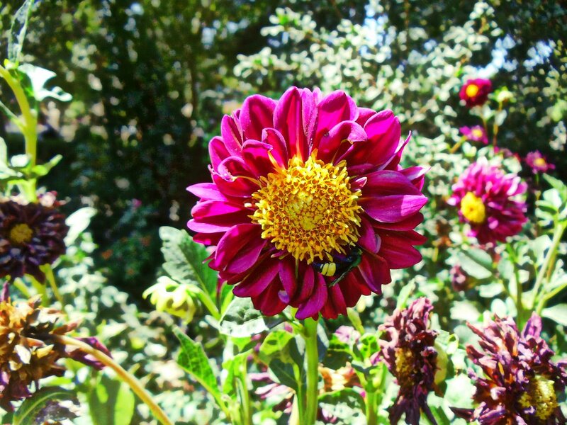Purple Dahlia Flower — Bright