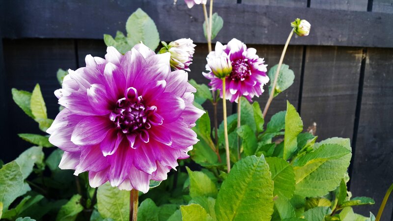 Purple Dahlia Flower — Calm, Afternoon, Photograph, Buds