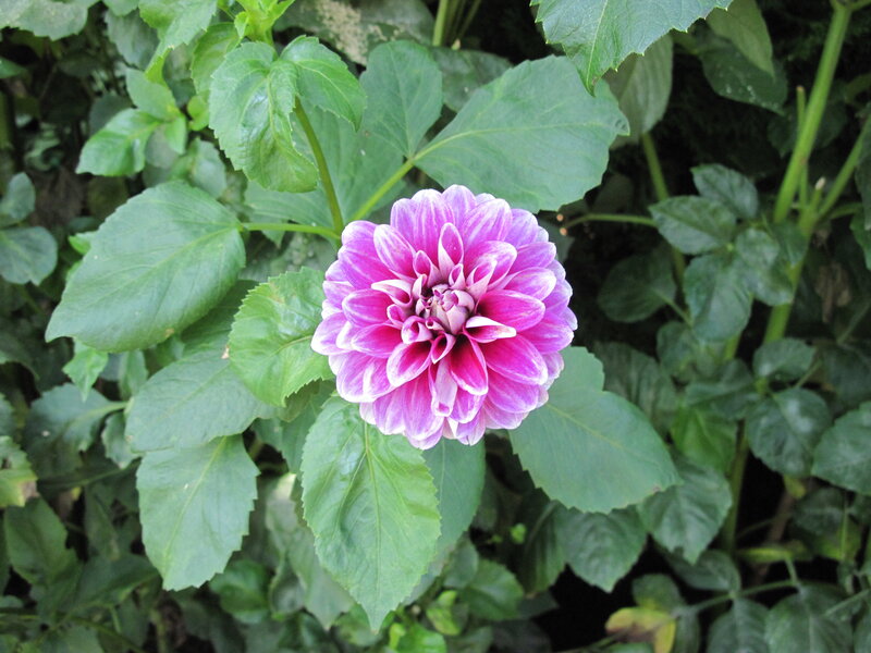 Purple Dahlia Flower — Calm, Afternoon, Photograph