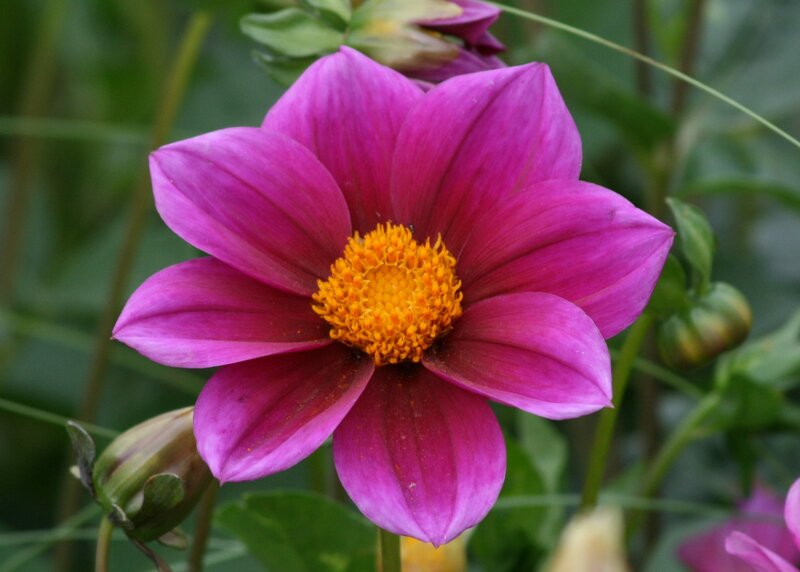 Purple Dahlia Flower — Calm, Afternoon, Photograph, Yellow Center