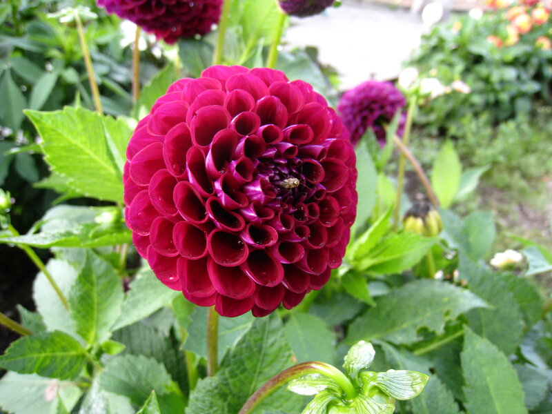 Purple Dahlia Flower — Calm, Afternoon