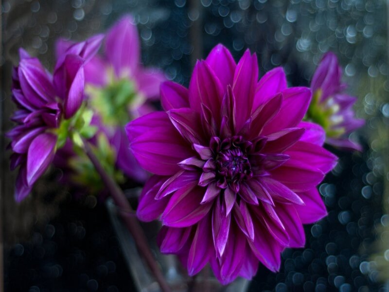 Purple Dahlia Flower — Calm, Photograph, Stem