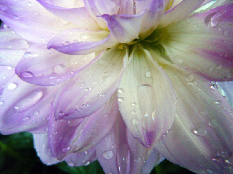 Purple Dahlia Flower — Calm, Photograph