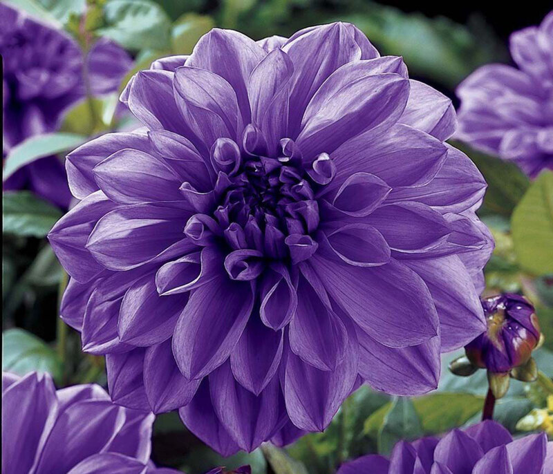 Purple Dahlia Flower — Calm, Summer