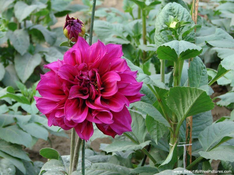 Purple Dahlia Flower — Calm