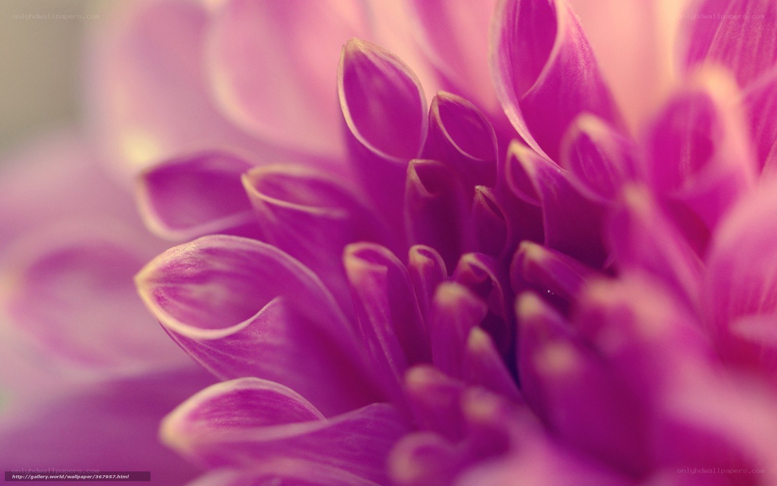 purple dahlia flower close-up