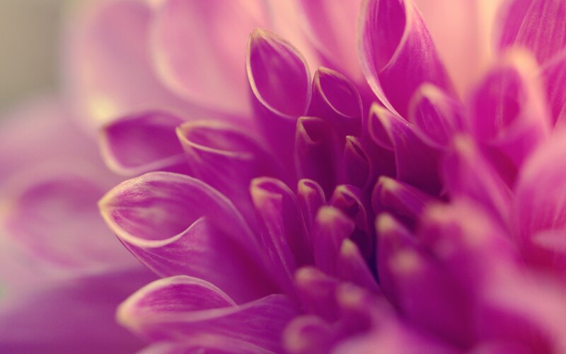 purple dahlia flower close-up