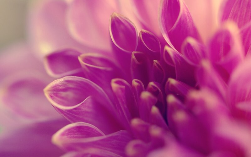 purple dahlia flower close-up