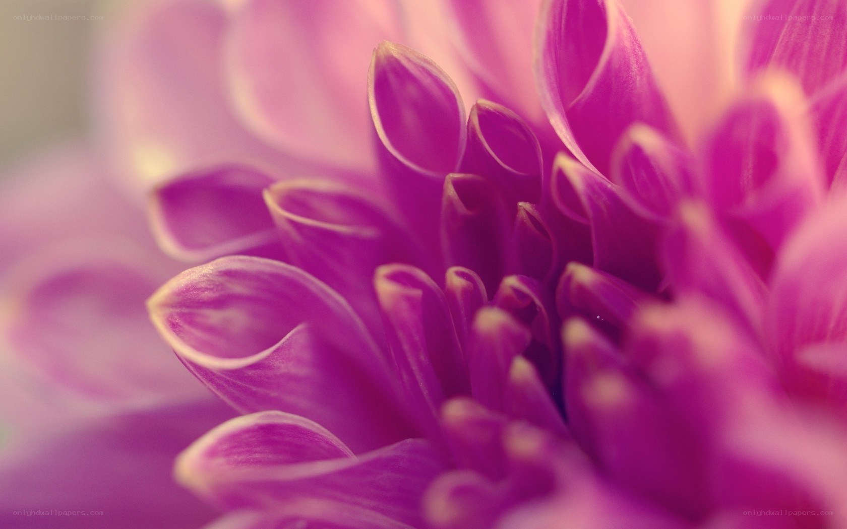 purple dahlia flower close-up