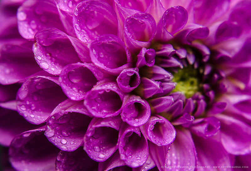 Purple Dahlia Flower — Detailed