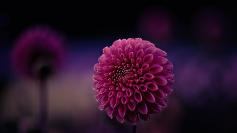 Purple Dahlia Flower — Dramatic, Night, Photograph