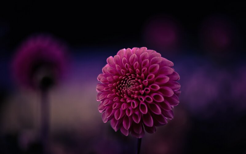 Purple Dahlia Flower — Dramatic, Night