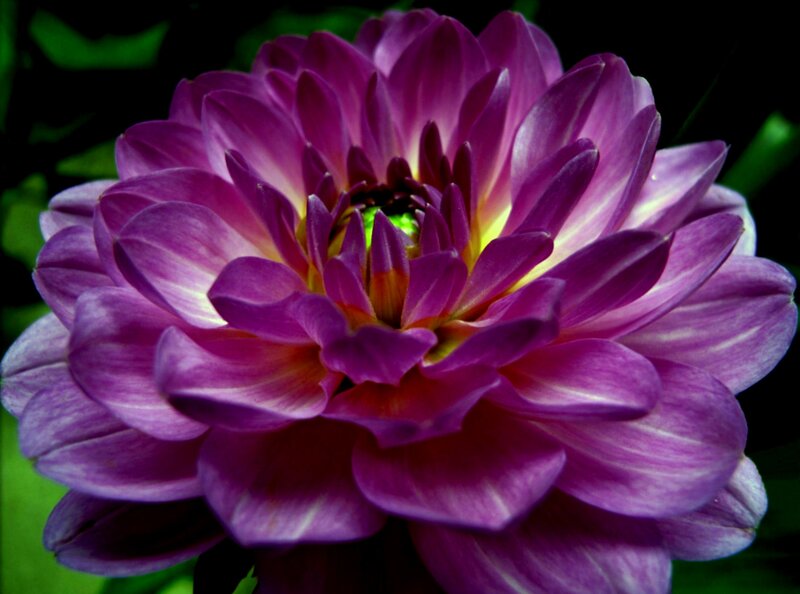 Purple Dahlia Flower — Dramatic, Photograph, Green Leaves