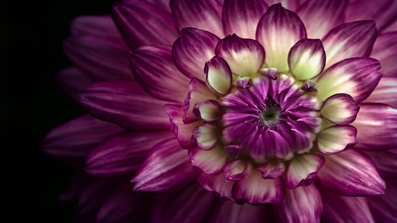 Purple Dahlia Flower — Dramatic, Photograph, Petals, Center