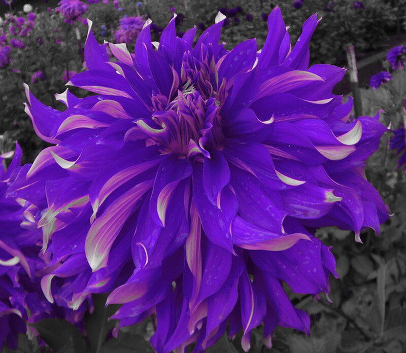 Purple Dahlia Flower — Dramatic, Photograph, Petals