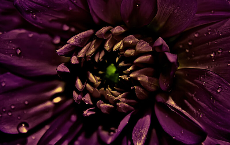 Purple Dahlia Flower — Dramatic, Photograph